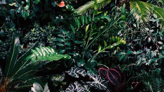 热带植物高清动态壁纸