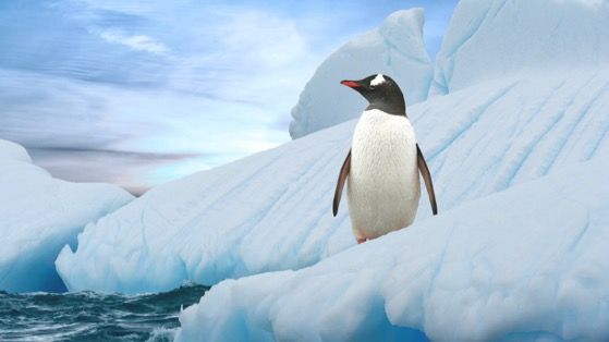 南极阿德利企鹅动态桌面壁纸