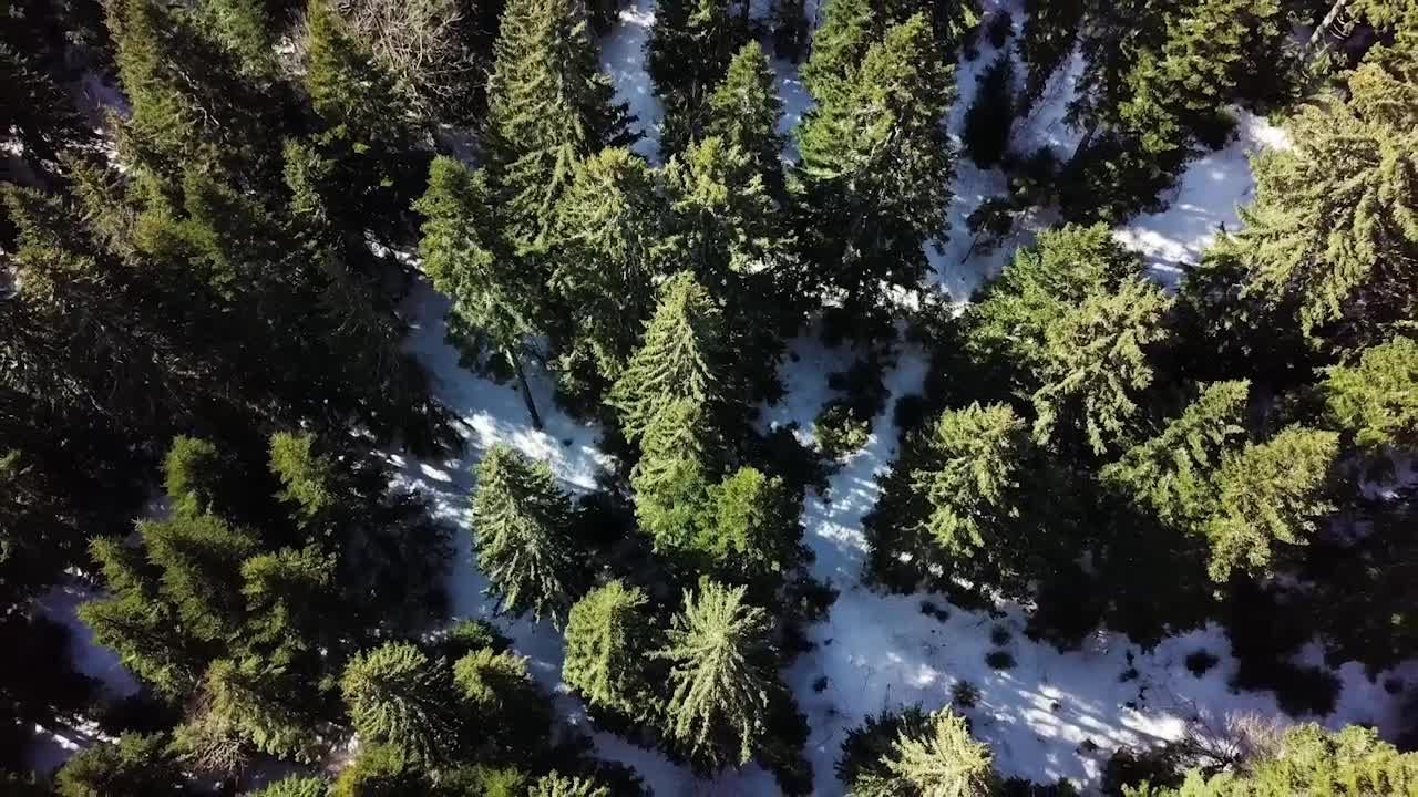 森林降雪视频特效