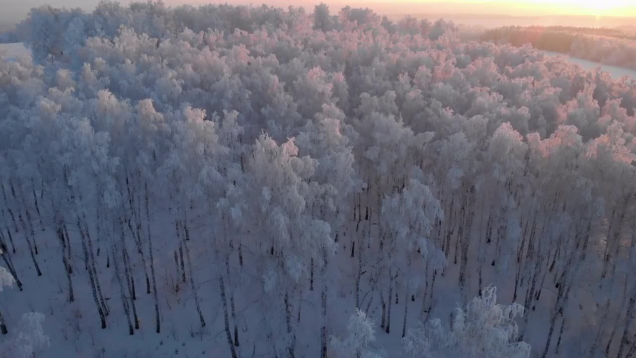 日出时的冰霜森林视频特效