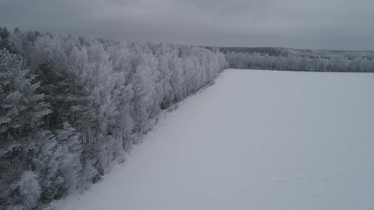 白雪皑皑的森林和田野视频特效