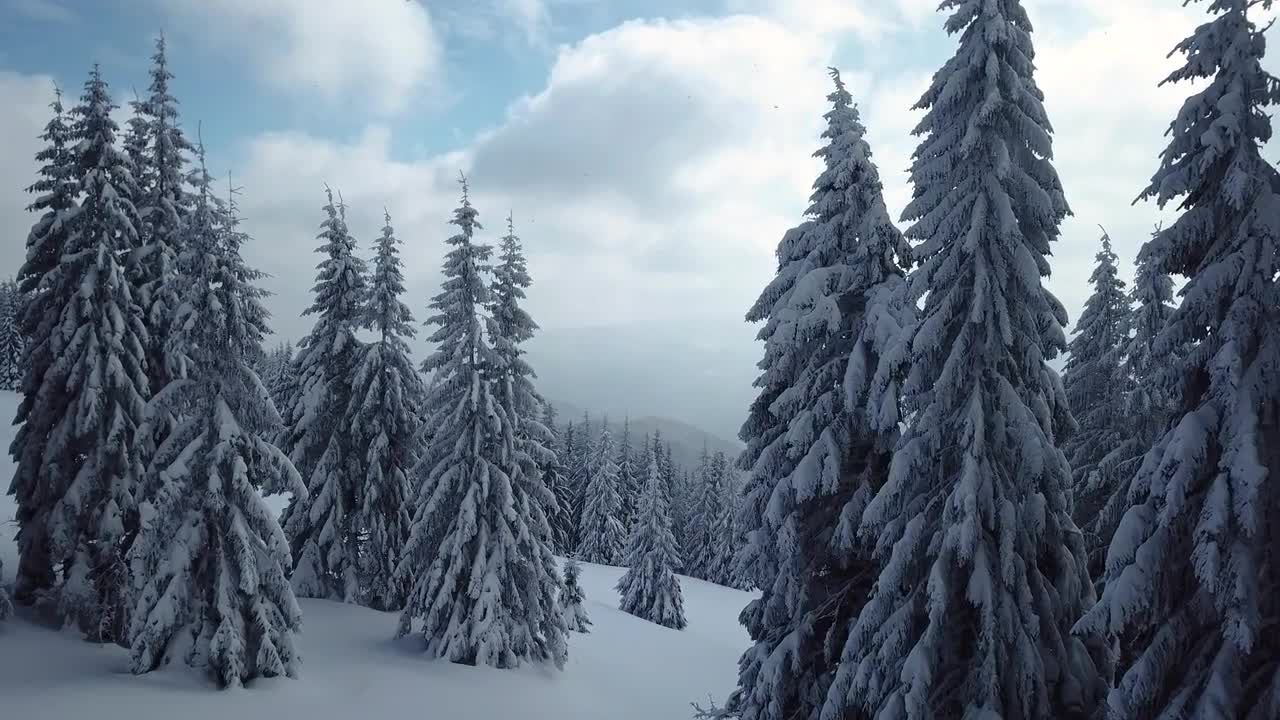 松树林降雪高清视频特效