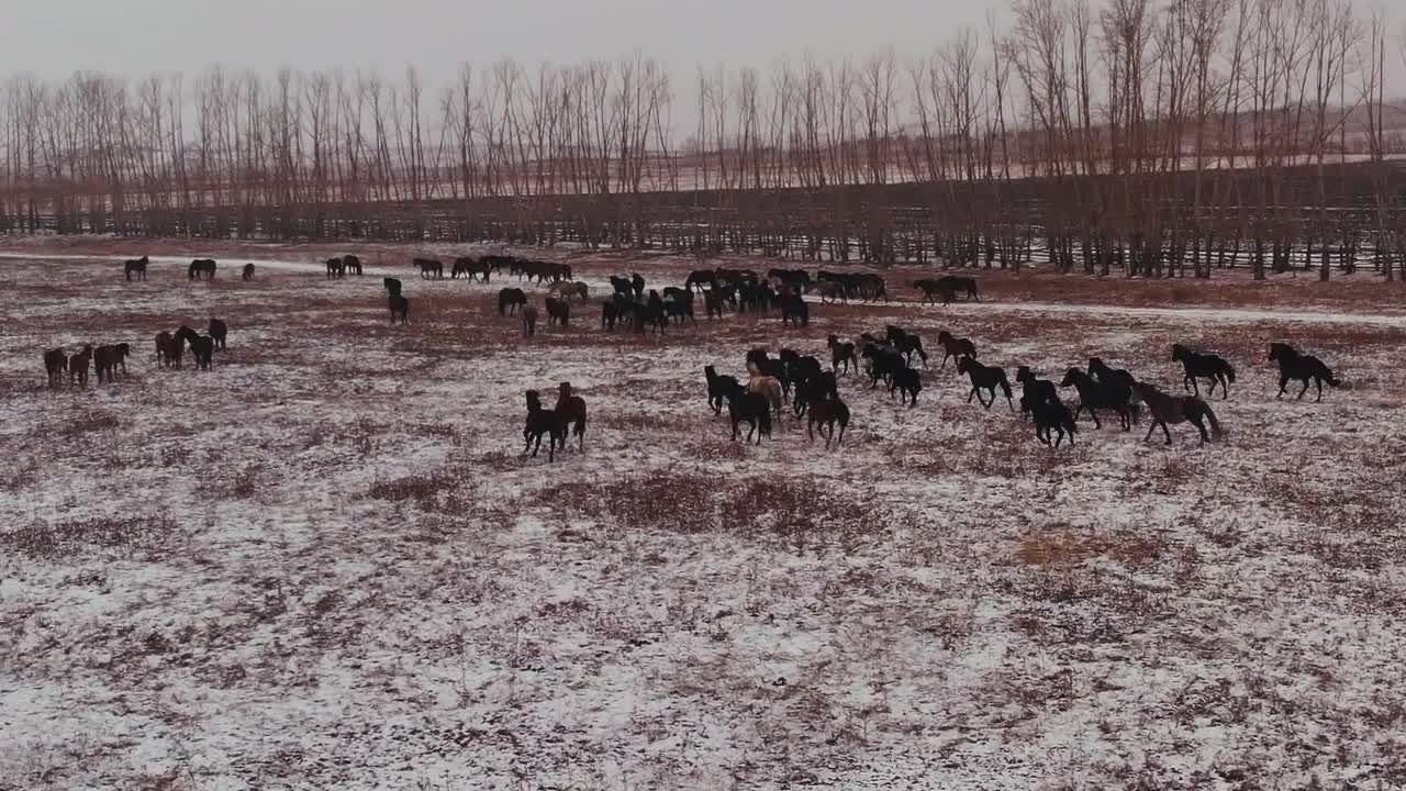 森林降雪中奔腾的马群视频特效
