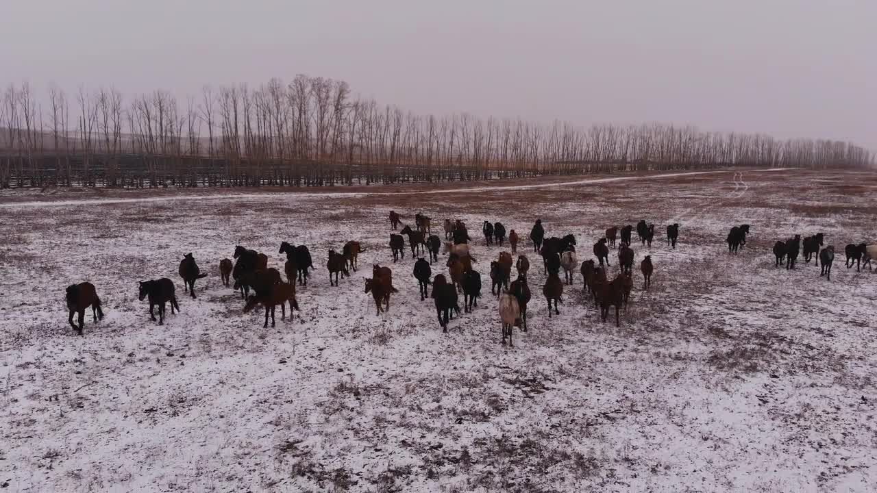风雪中原上奔腾的野马视频特效