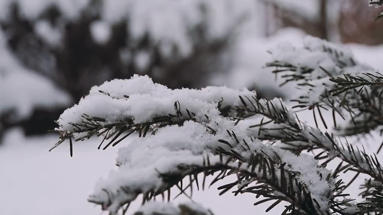白桦树上的积雪视频特效