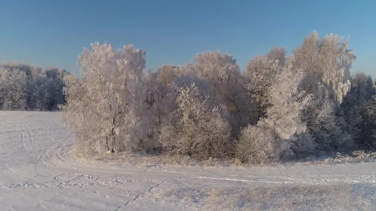 冰雪覆盖的树木视频特效