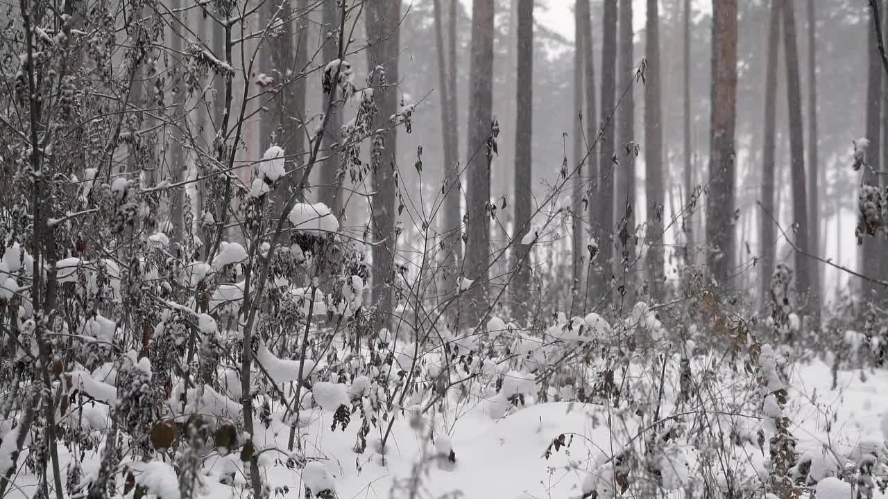 在森林里的降雪视频特效