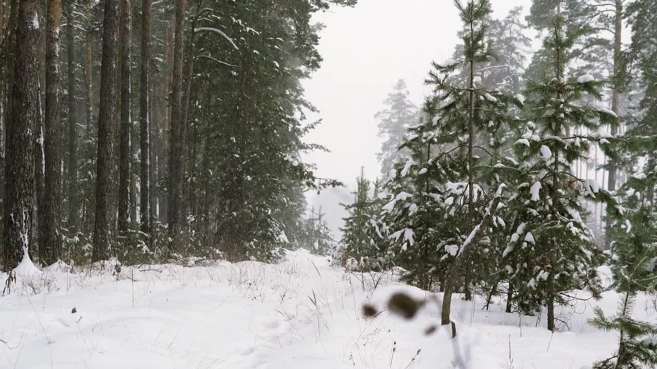 惊人的松树林中冬季降雪视频特效