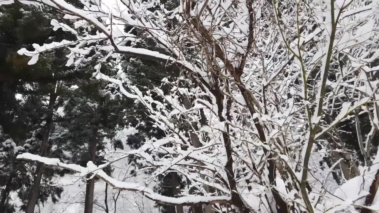 雪落在松树枝上视频特效