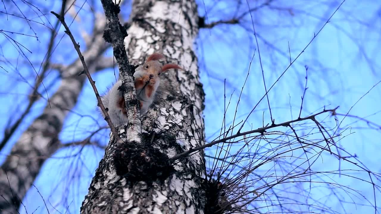 树枝上的松鼠吃小坚果降雪视频特效