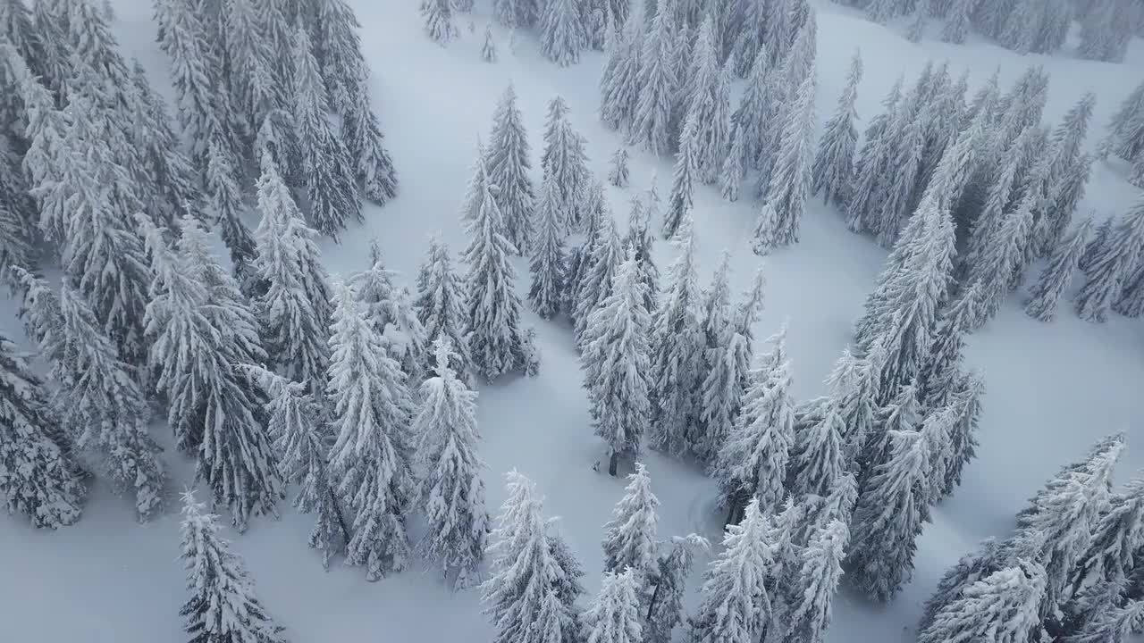 绝佳的山上松林降雪视频特效