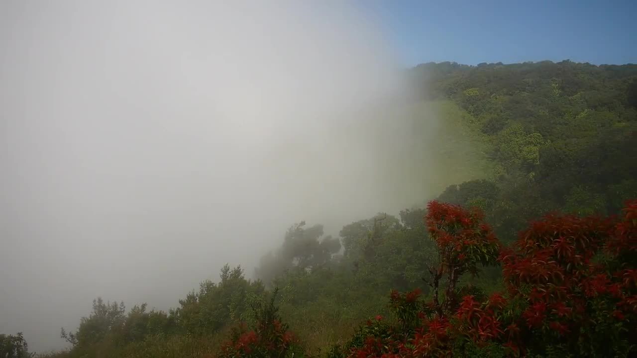 森林覆盖山上的大雾视频