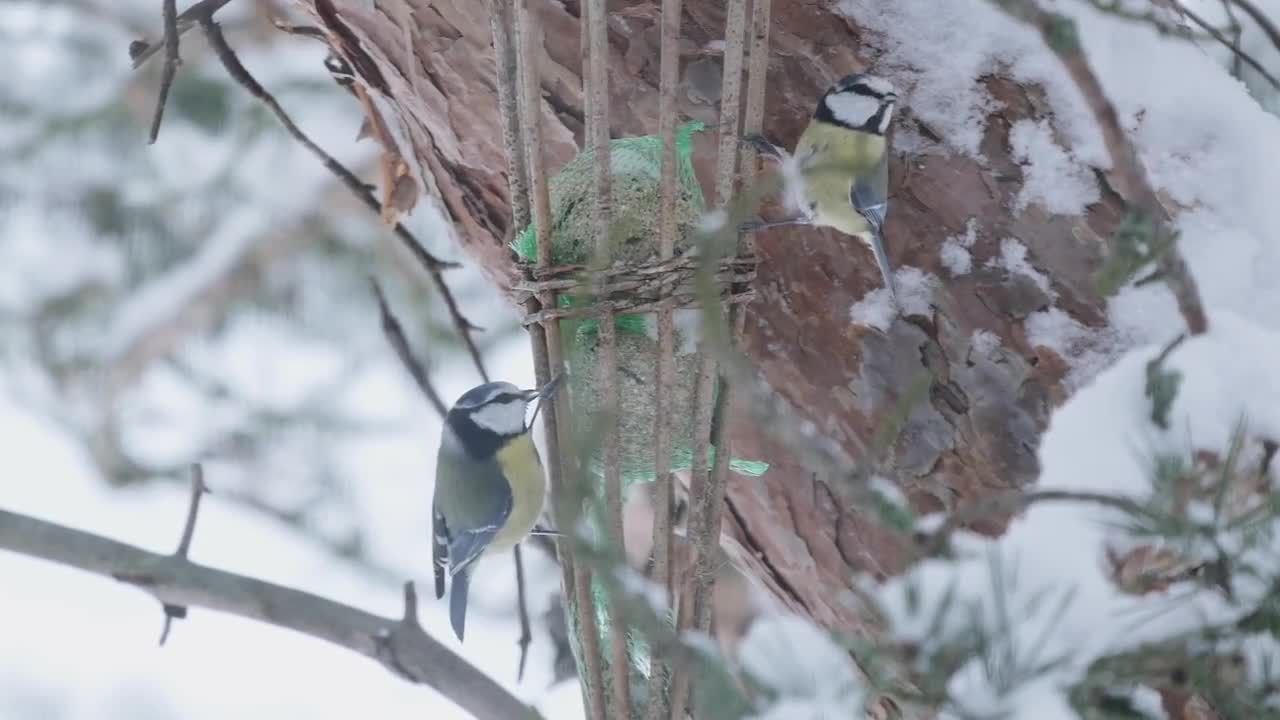 欧亚蓝雀采摘种子降雪视频特效