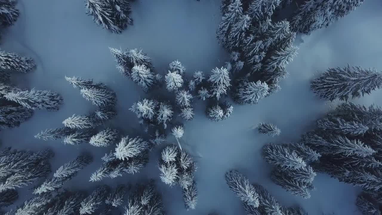 下雪的冬天被覆盖的树木视频素材
