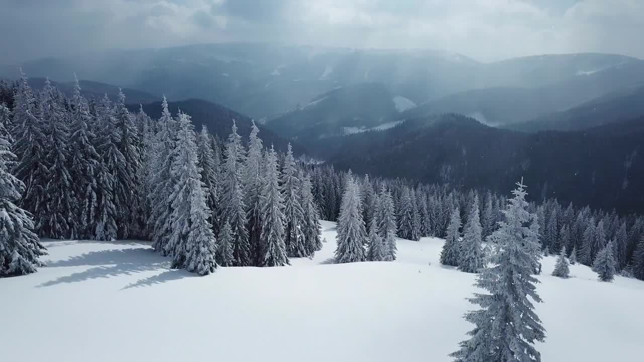 冬山雪山针叶树被大雪覆盖视频素材