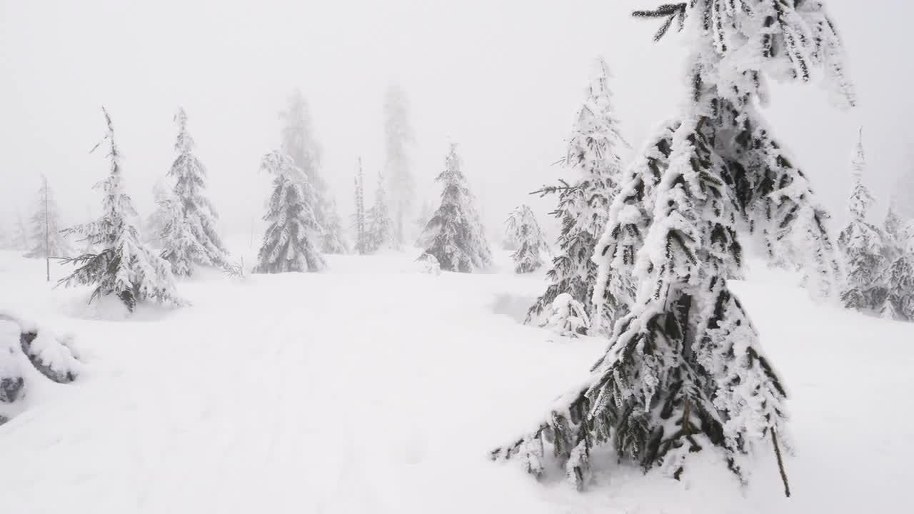 薄雾笼罩的森林视频素材