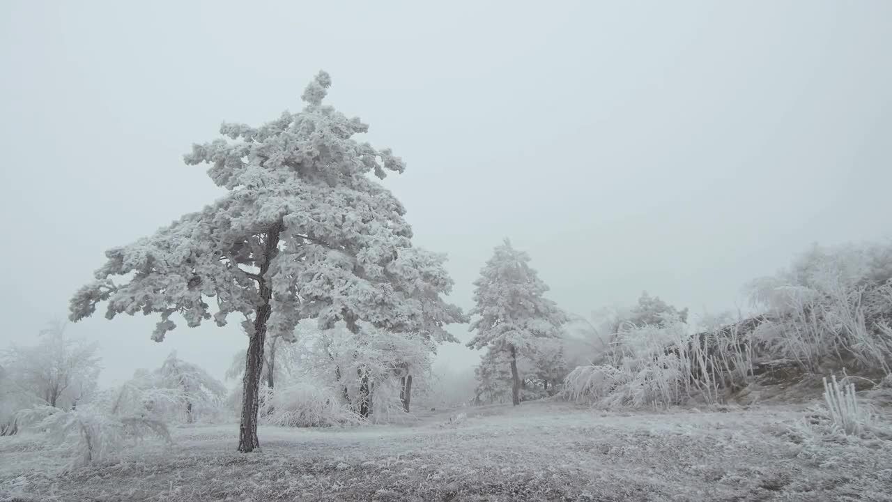 薄雾霜雪笼罩的森林视频素材