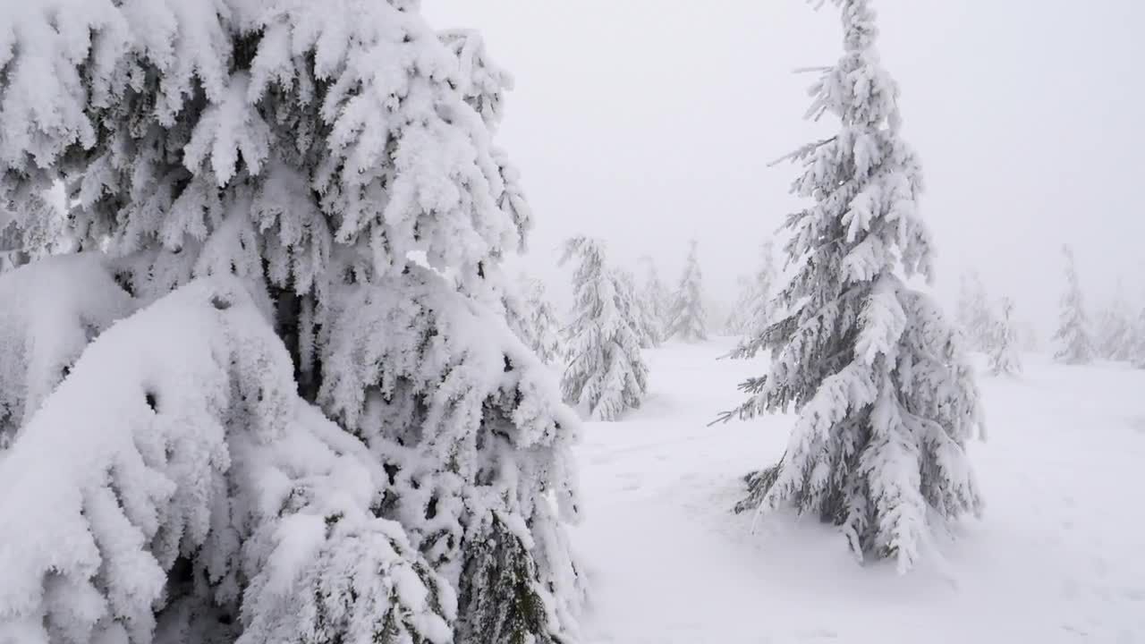 迷雾山森林雪景视频素材