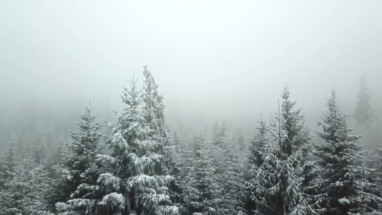 幽灵般的冬天树木成雾雪景特效视频