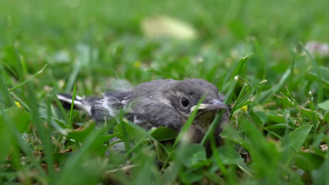 绿色草地上的幼鸟视频素材