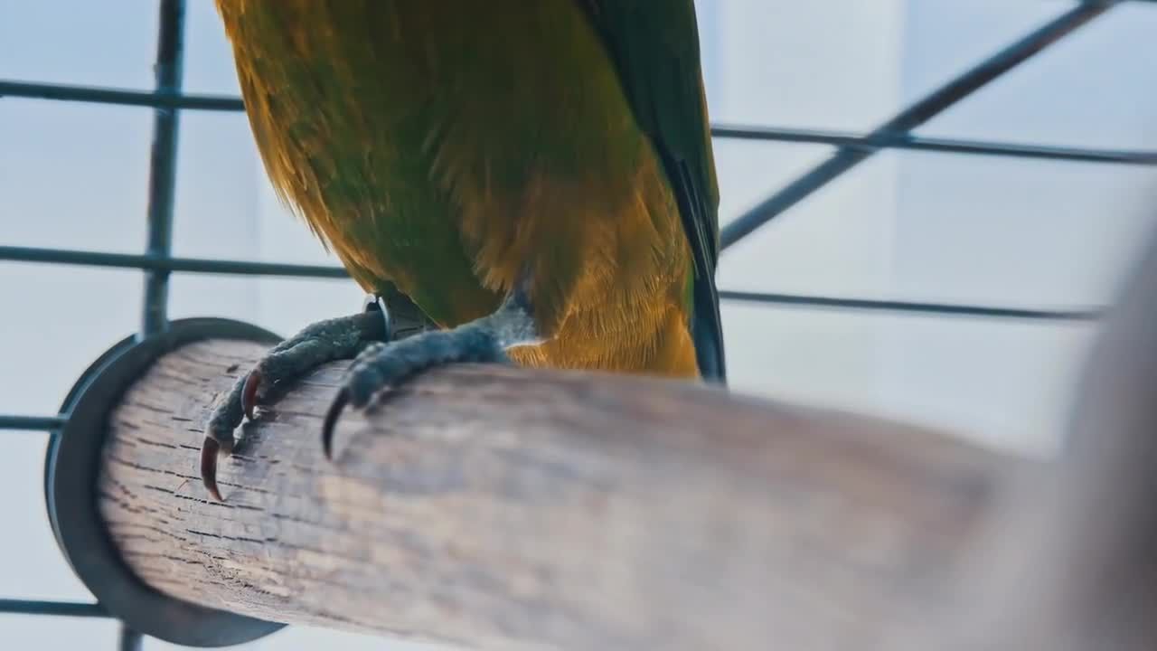 鸟笼中的鸟爪子视频特写镜头素材