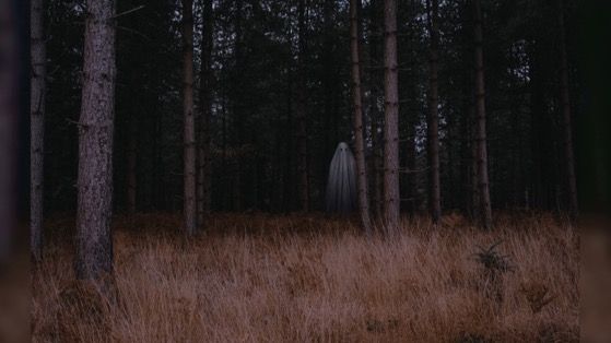 森林中的幽灵动态桌面壁纸