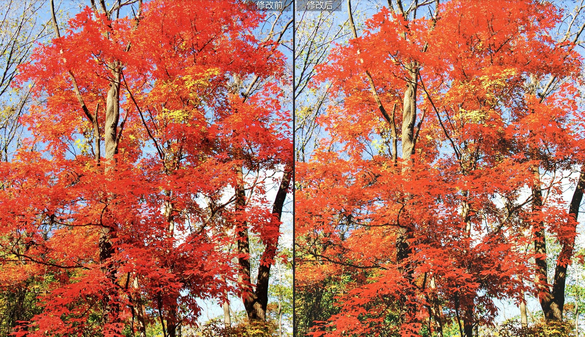 秋季枫树色调摄影调色效果lr预设