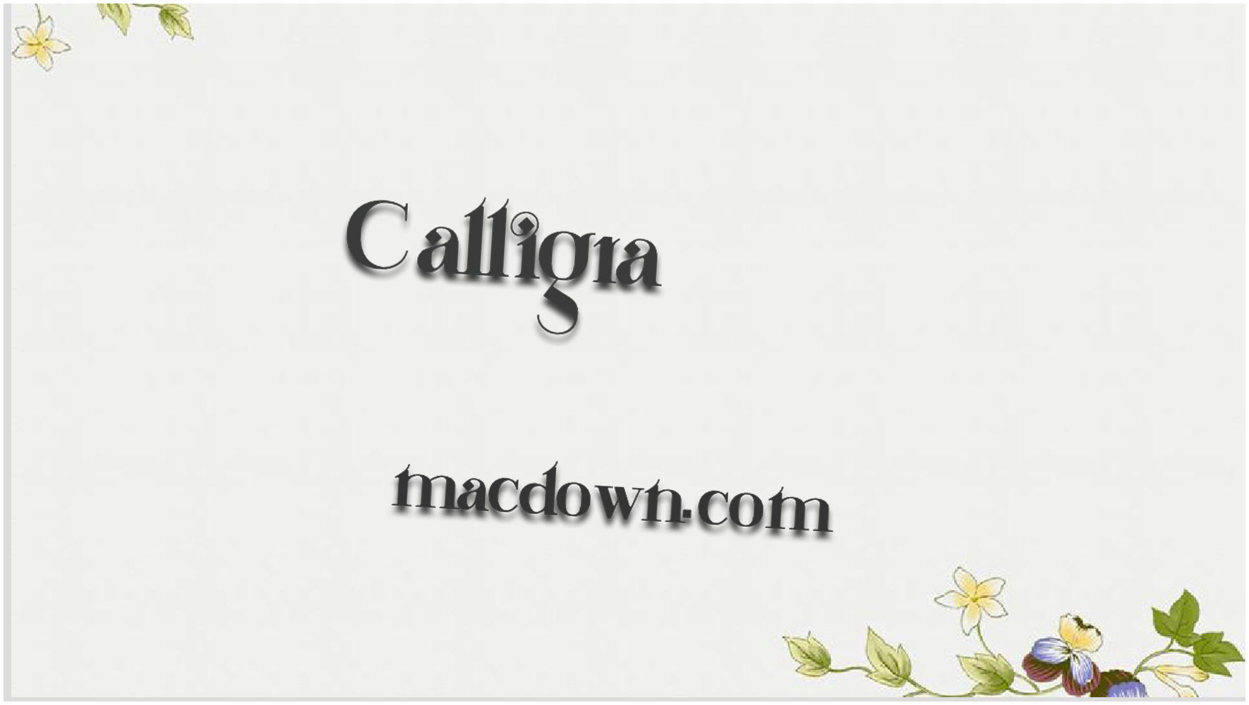 简约的常规衬线字体Calligra