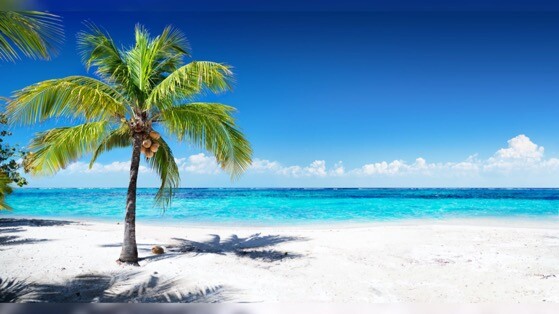 棕榈树海滩风景壁纸Mac动态桌面