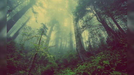 神秘梦幻森林高清动态壁纸