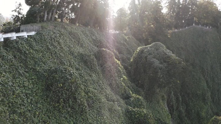 被常春藤覆盖的巴统植物园视频素材