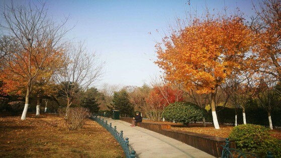 秋季枫叶动态桌面风景壁纸