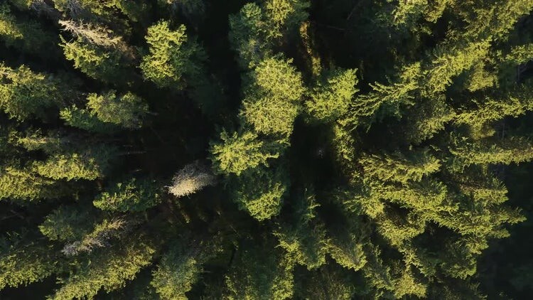 红杉国家公园视频素材