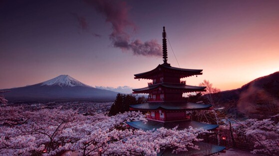 日本樱花高清动态壁纸