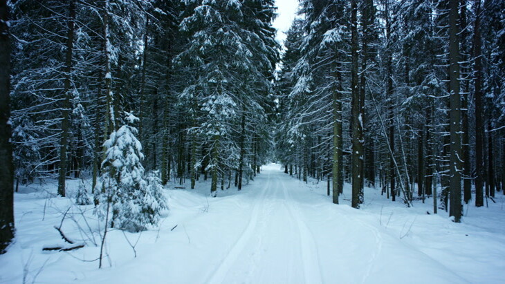 通过白雪皑皑的丛林中的小路