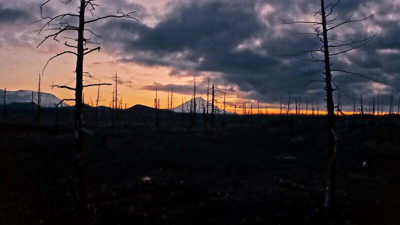 枯树的火山地区实拍视频