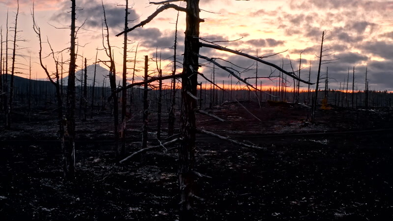 山上被烧毁的树木实拍视频