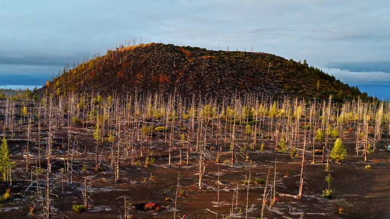 火山地区的森林再生空中实拍视频