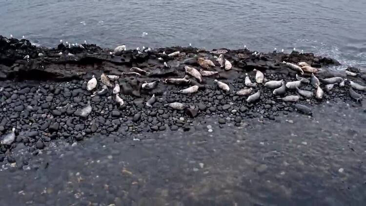 濒临灭绝的海狮在海中的岩石航拍视频