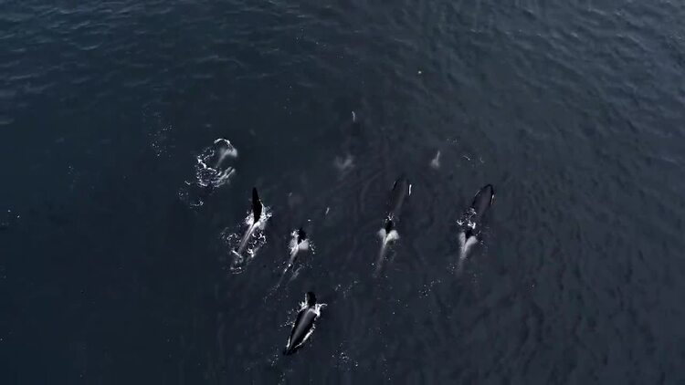 虎鲸在太平洋中游泳航拍视频