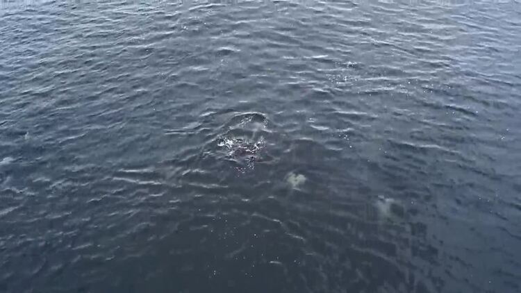 鲸鱼在太平洋中游泳航拍视频