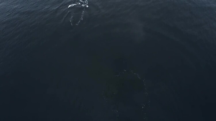 鲸鱼在海洋游泳空中航拍视频