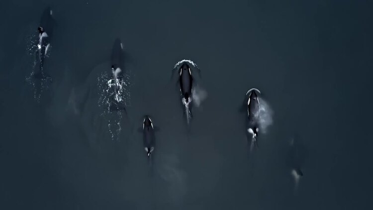 鲸鱼在太平洋遨游航拍视频