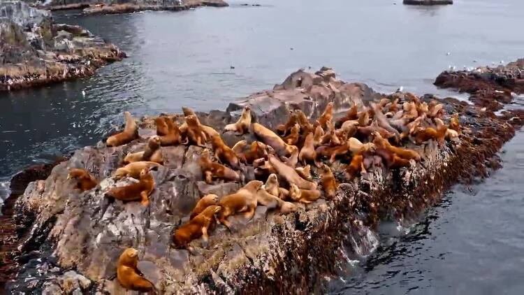 海狮在海中的岩石航拍视频