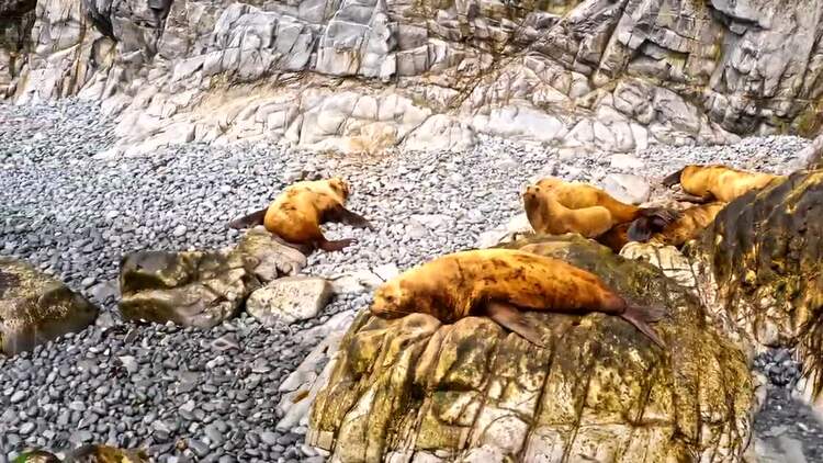 海狮在岩石上休息空中实拍视频