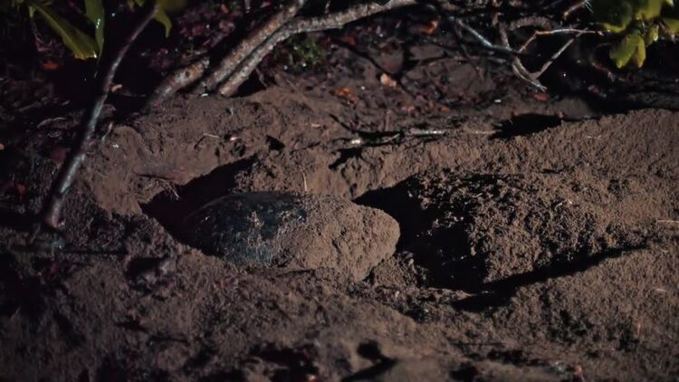 海龟在沙滩上挖沙巢实拍视频