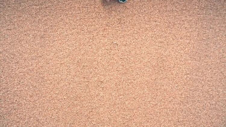 小海龟在沙滩上爬行实拍视频
