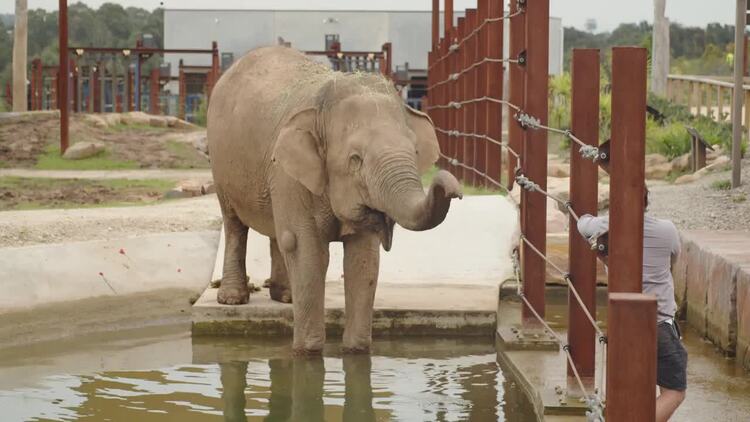 大象从鼻子里喷水实拍视频素材