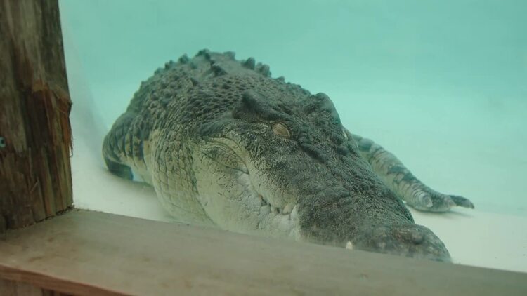 鳄鱼在围栏里休息实拍视频素材