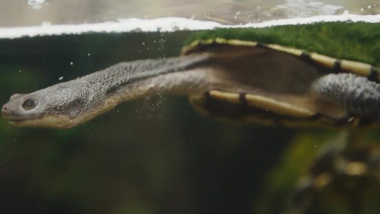 乌龟在水中游泳实拍视频素材